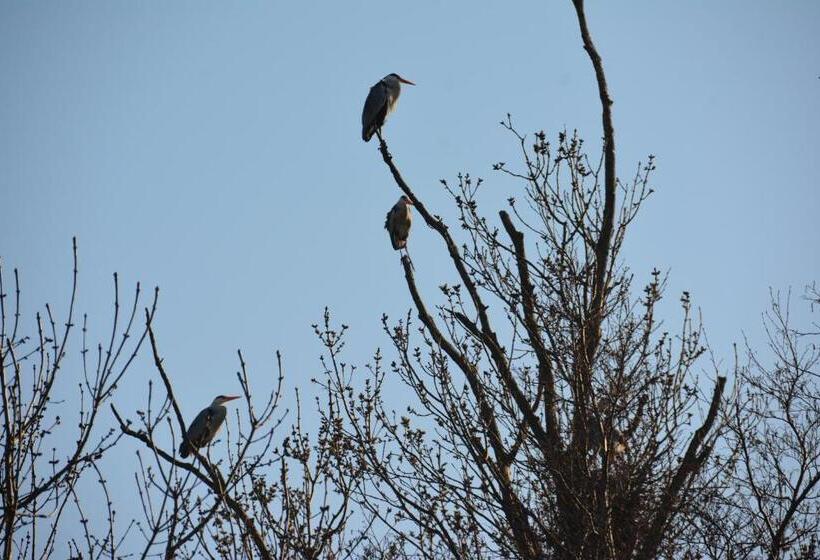Bed and Breakfast De Rietreiger