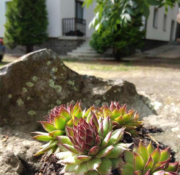 Bed and Breakfast Diana Panzió