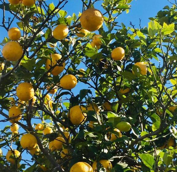 تختخواب و صبحانه Finca Bona Nit