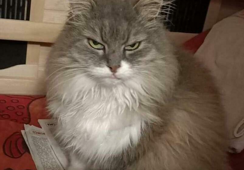 مبيت وإفطار La Gatta Sul Sentiero