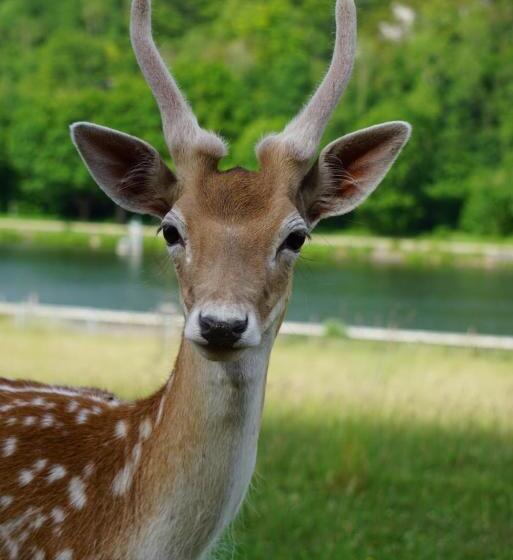 צימר Le Val Des Cerfs   Het Hertendal