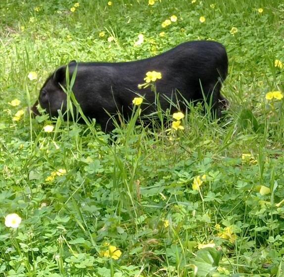 צימר Sunset Cottage