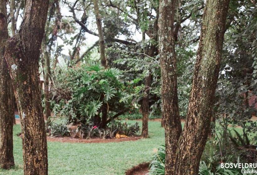 ペンション Bosveldrus Gastehuis