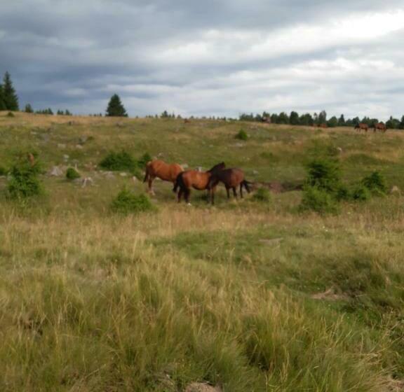 ペンション Hajnal Vendégház