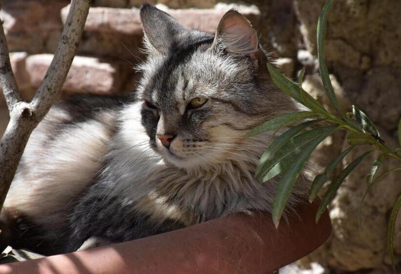 بنسيون Il Cortile Del Castello