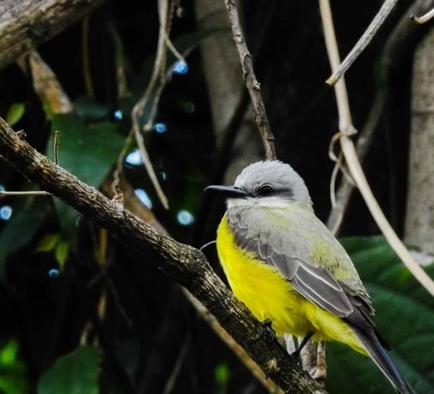 ペンション Pousada Cachoeira Esmeralda