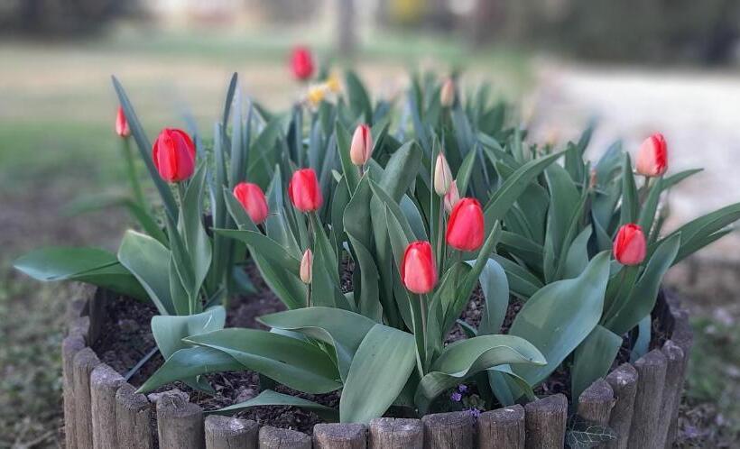Bed and Breakfast La Torre Di Longara