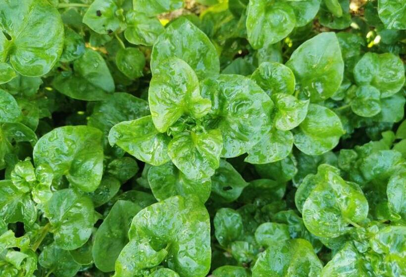 Bed and Breakfast Nararin Garden House