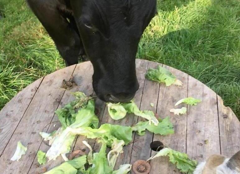 צימר Onder De Boom