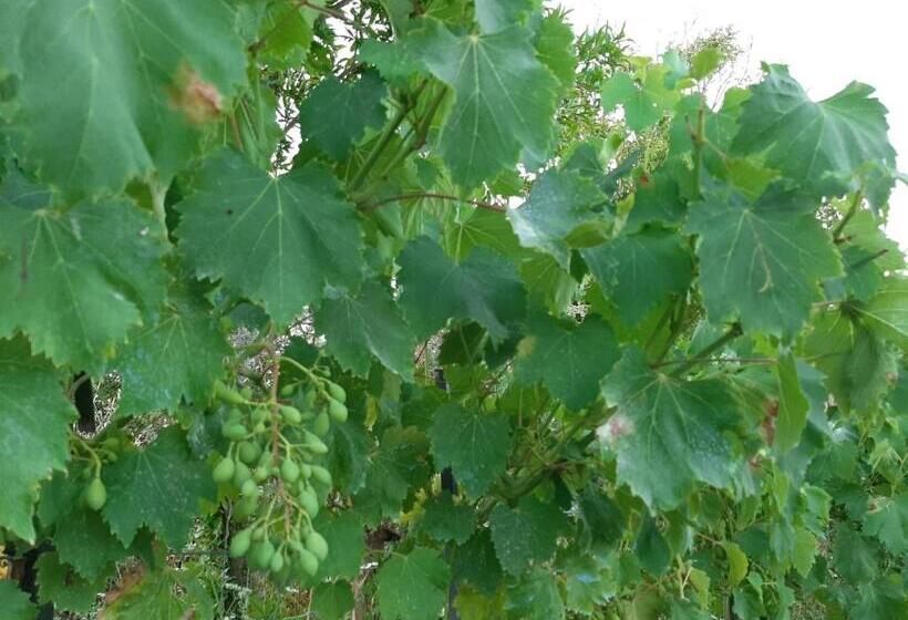 住宿加早餐 Tapada Do Chafariz