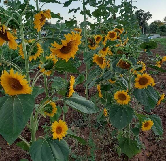 住宿加早餐 Tapada Do Chafariz