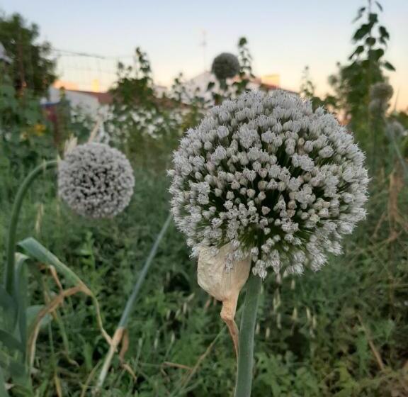 住宿加早餐 Tapada Do Chafariz