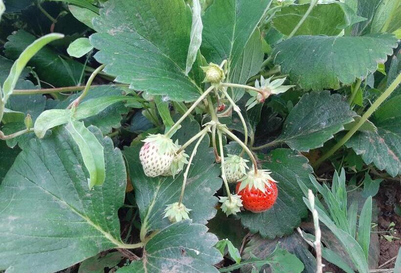 住宿加早餐 Tapada Do Chafariz