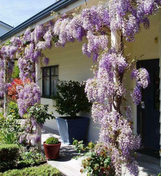 Olive Rabbit   Boutique Bed & Breakfast