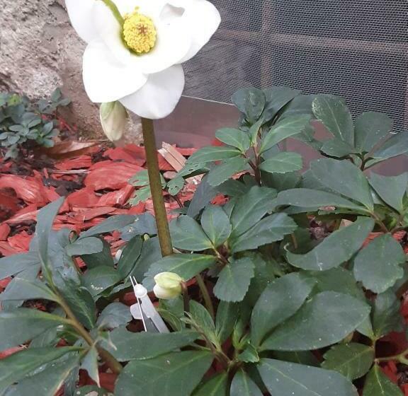 بنسيون Ca Da La Nona