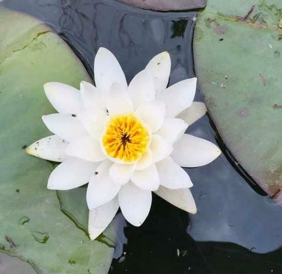 膳宿费 Gabi Szálló Vii