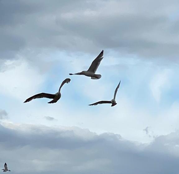 Redcar Seaview Apartments