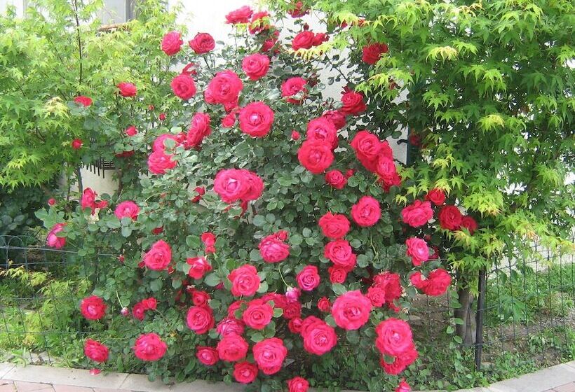 City Hotel Bucharest