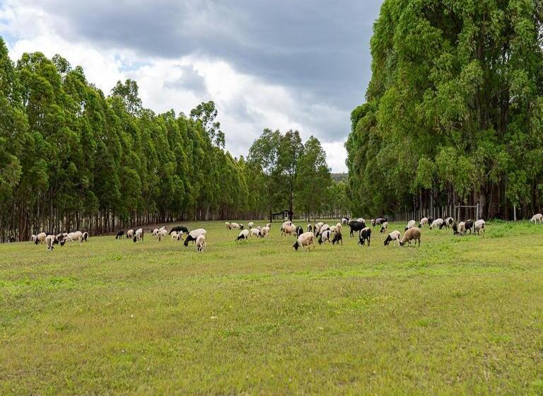 膳宿费 Estancia Jacy