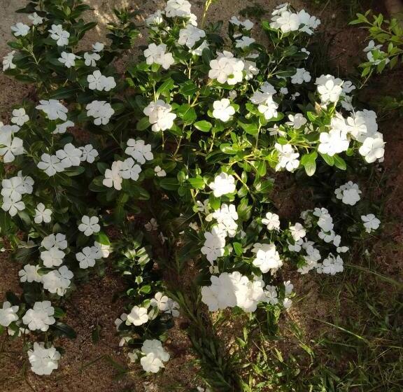 بنسيون Khum Thong Resort