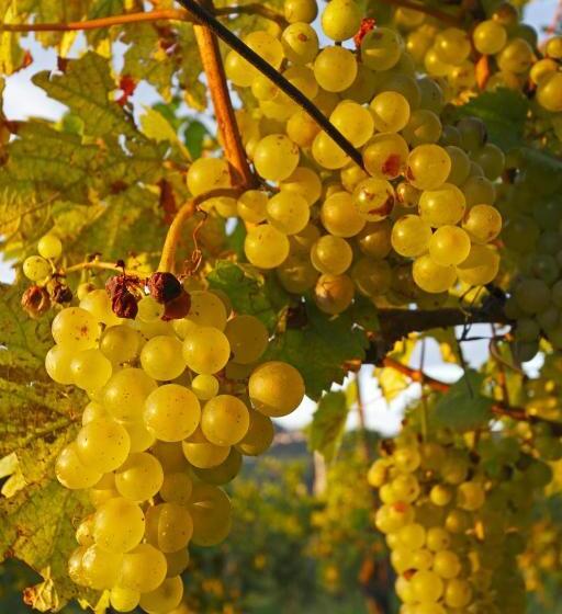 پانسیون Pri Marjotu