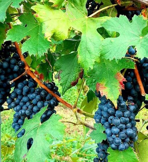 צימר Casa Stella Country House