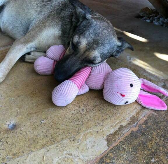 مبيت وإفطار Vila Kapa