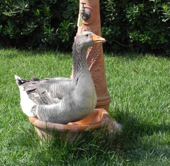 בית מלון כפרי Agriturismo Il Cuscino Nel Pagliaio