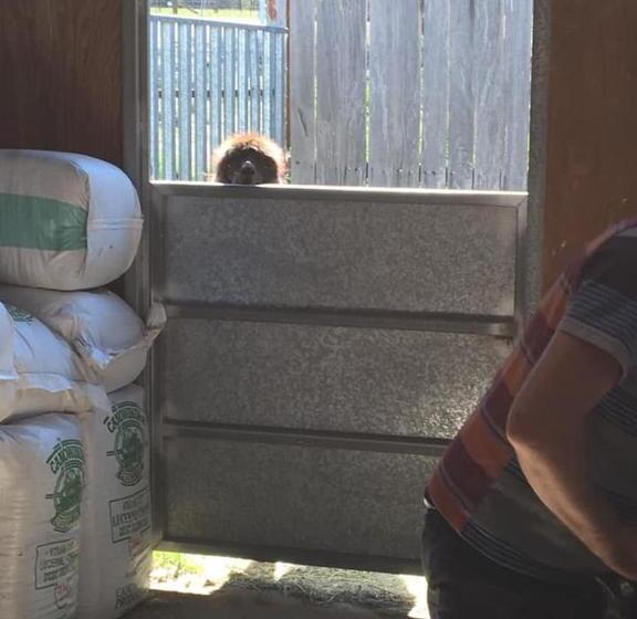 Пансион Glenview Alpaca Farm