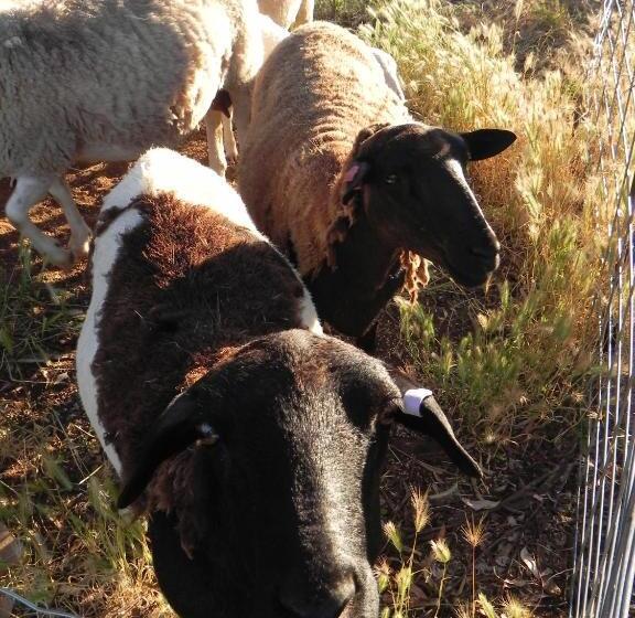 פנסיון Glenview Alpaca Farm