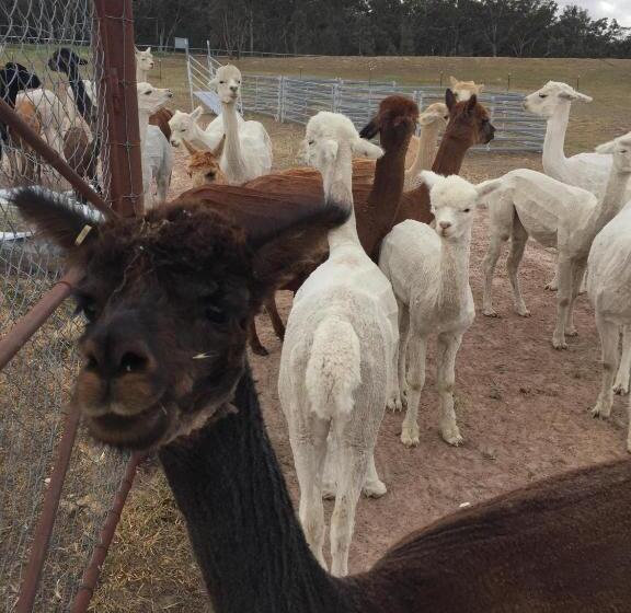 Пансион Glenview Alpaca Farm
