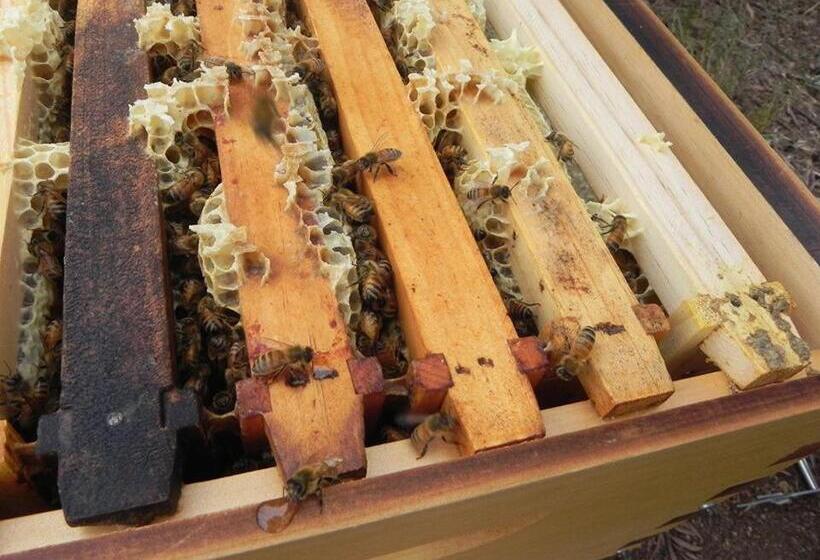 פנסיון Glenview Alpaca Farm