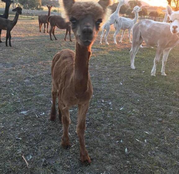 פנסיון Glenview Alpaca Farm