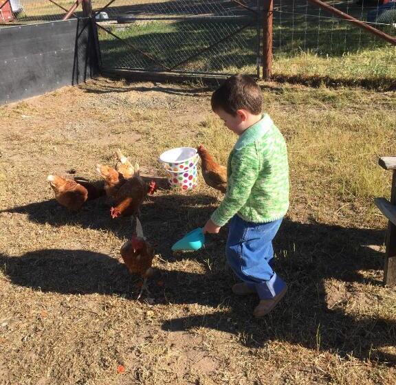 פנסיון Glenview Alpaca Farm