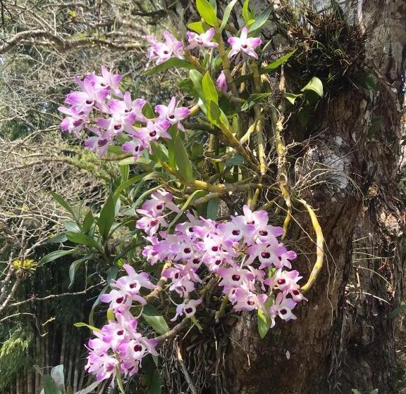 פנסיון Pinheiros Do Rocio