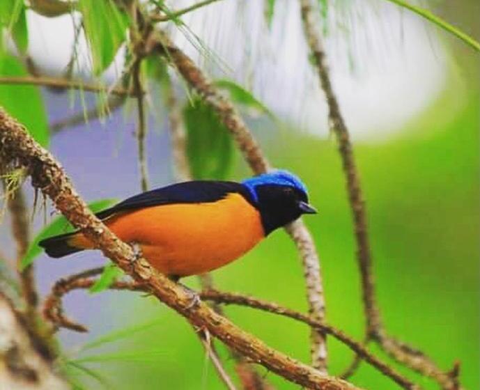 פנסיון Pinheiros Do Rocio