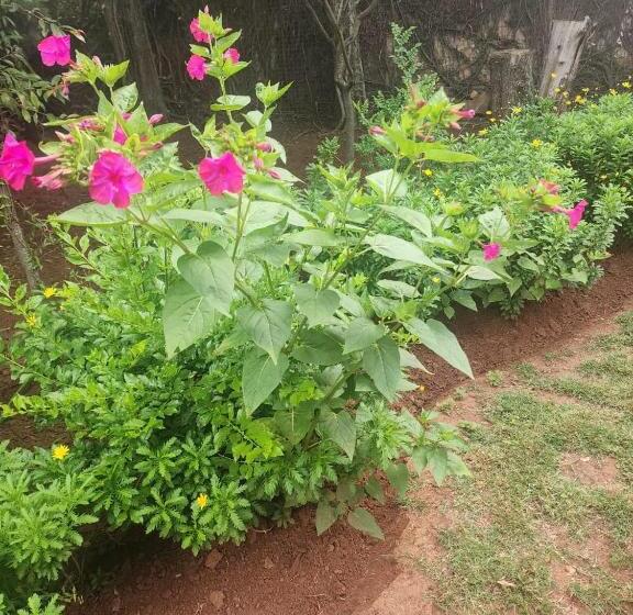 بنسيون Royal Highness Lux