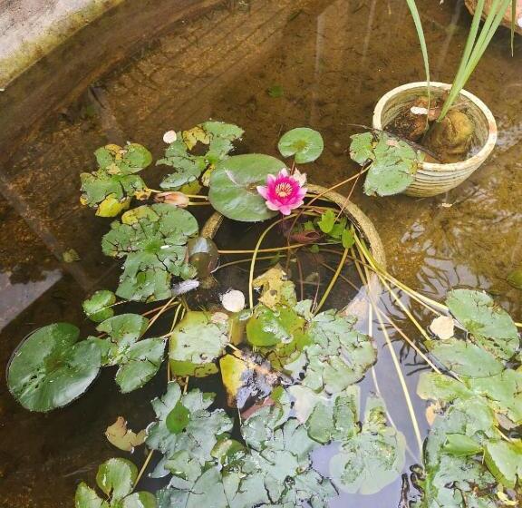 بنسيون Royal Highness Lux