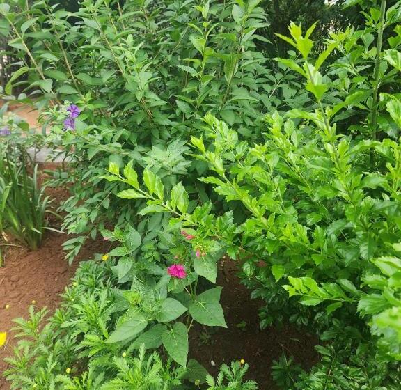 بنسيون Royal Highness Lux