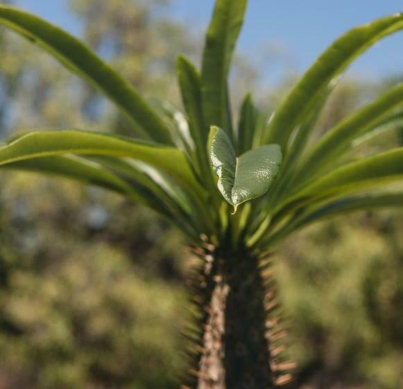פנסיון Hadassa Guest House