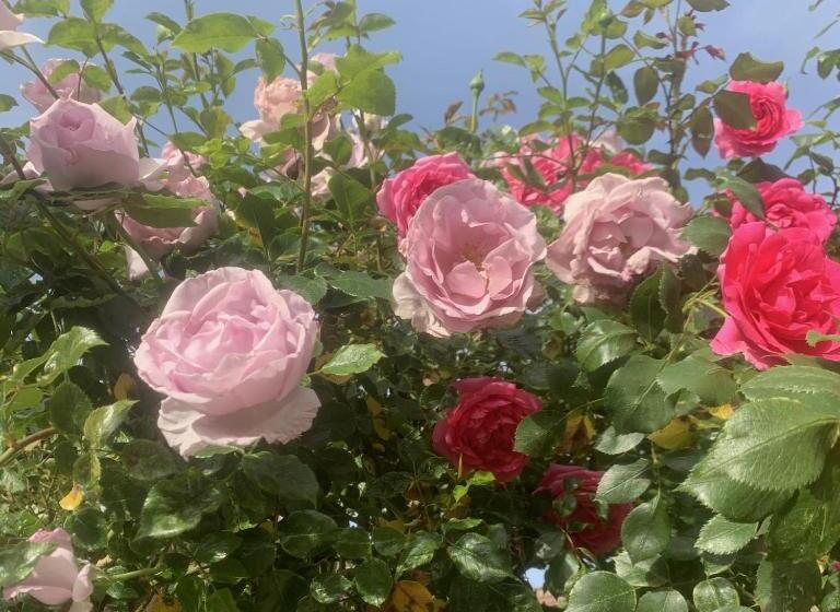 צימר La Cour Des Délices