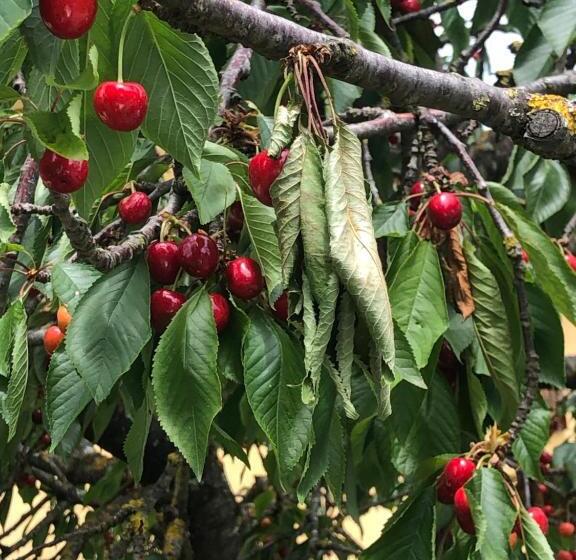 تختخواب و صبحانه La Loggia Del Ciliegio In Chianti