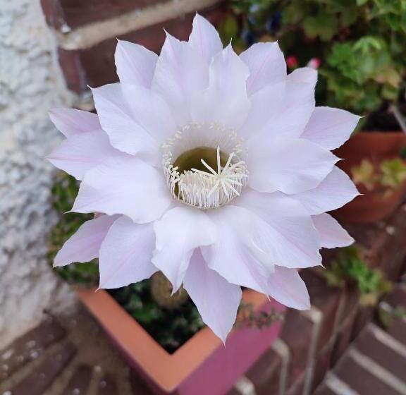 민박 Torre De La Campana