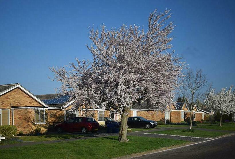 Bed and Breakfast Wings