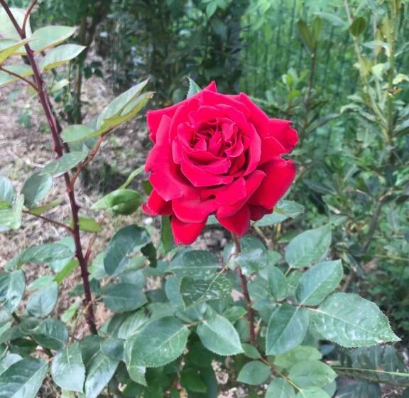 پانسیون Casa Lory Poggio Murella