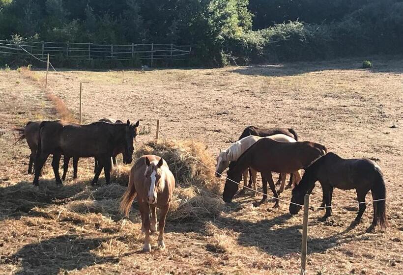 پانسیون Casa Lory Poggio Murella
