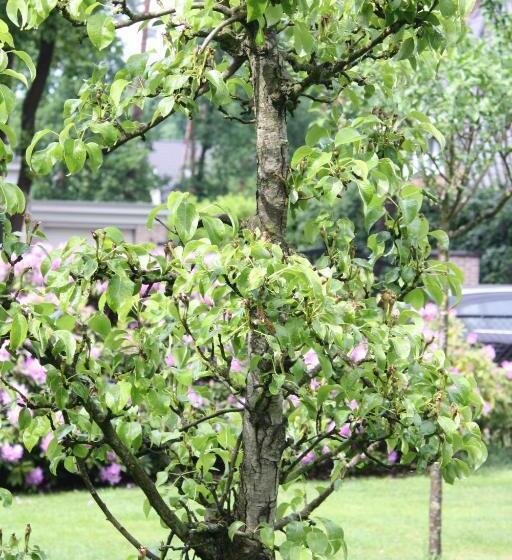 Bed & Breakfast Op T Leven