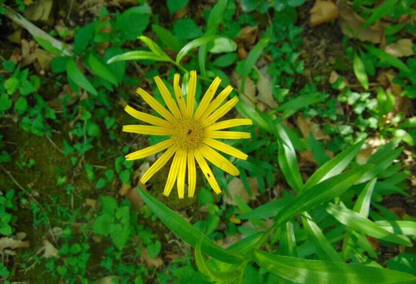 膳宿费 Fragole E Menta