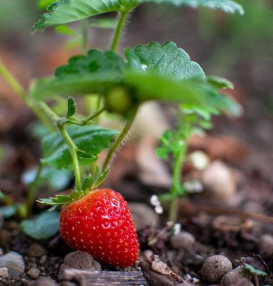 膳宿费 Fragole E Menta