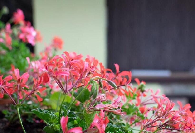 膳宿费 Fragole E Menta